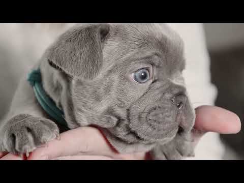 Lilac Frenchies - 5 Weeks Old