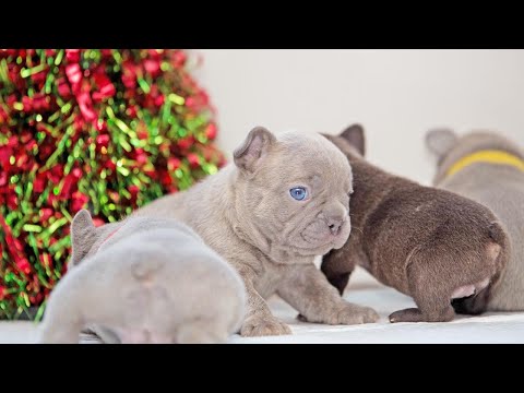 French Bulldog Lilac Puppies