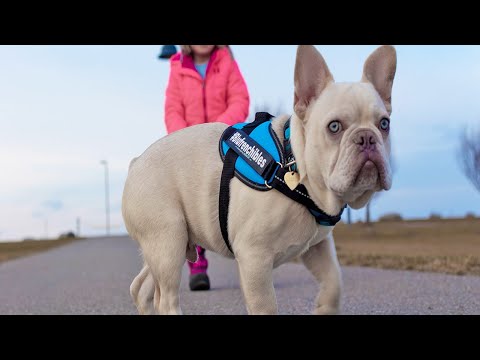Meet Astro: The Platinum-Lilac White French Bulldog Stud Turning Heads!