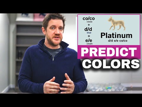 French Bulldog Color Genetics - Predicting Color