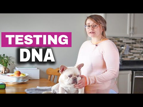 How to Test Your Dogs DNA for Color and Health