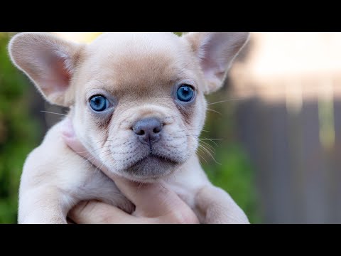 Discover French Bulldog Puppies: Cuteness Overload!