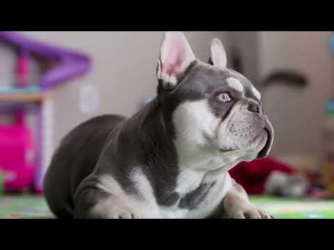 Aries: Exceptional Lilac and Tan C3 Clear French Bulldog Stud | AKC Registered