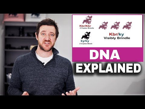 FRENCH BULLDOG DNA Explained - Recessive vs Dominate Genes
