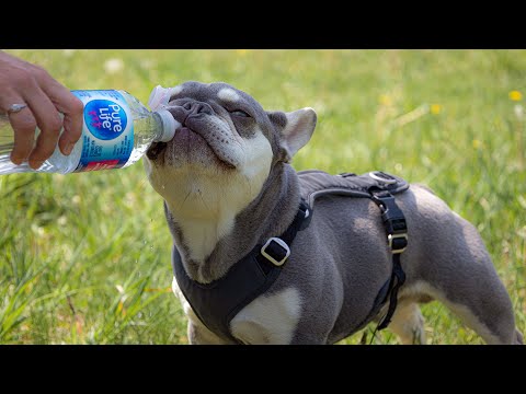 The Hottest Canine Trends: Most Popular Dog Breeds in the USA