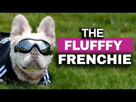 Fluffy French Bulldogs