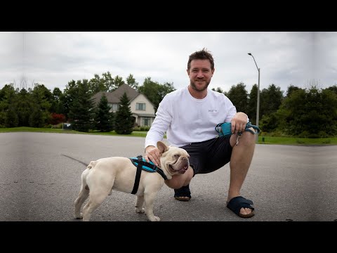 Ontario French Bulldog Stud Service: Meet Astro - Our Charming Lilac Platinum Stud