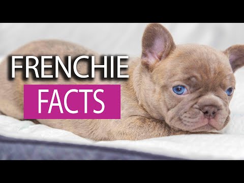 10 Facts about French Bulldogs
