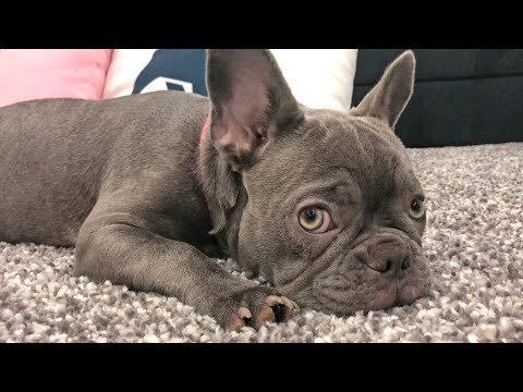 Rare Colored Lilac French Bulldog - Lexi