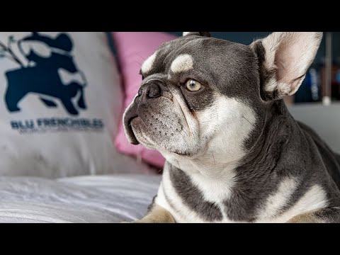 Understanding 4-Panel vs 5-Panel Health Clearances in French Bulldogs