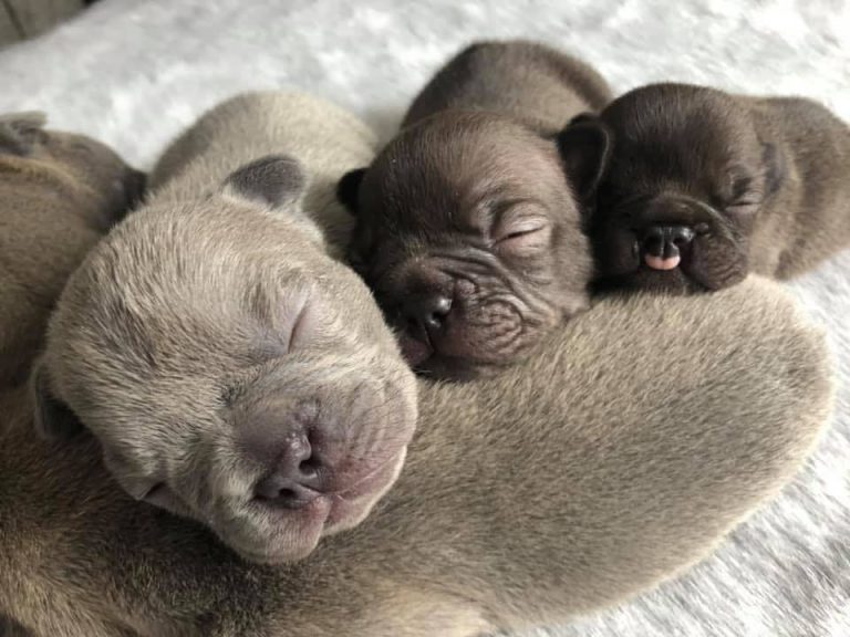 The High Price of Breeding French Bulldogs: A Detailed Insight