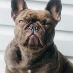French Bulldog sits on deck
