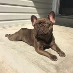 Chocolate Frenchie Hazel
