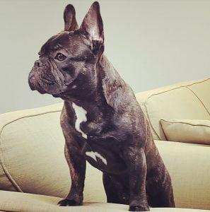 French Bulldog Blue Review