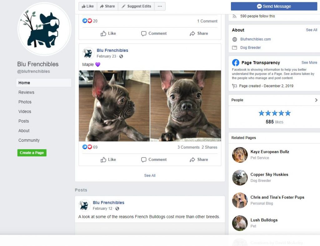 Lilac French Bulldogs Facebook