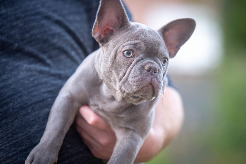 New Dam - Lilac Lexi - BluFrenchibles