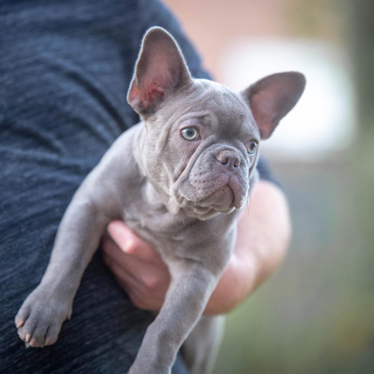 Lilac Lexi