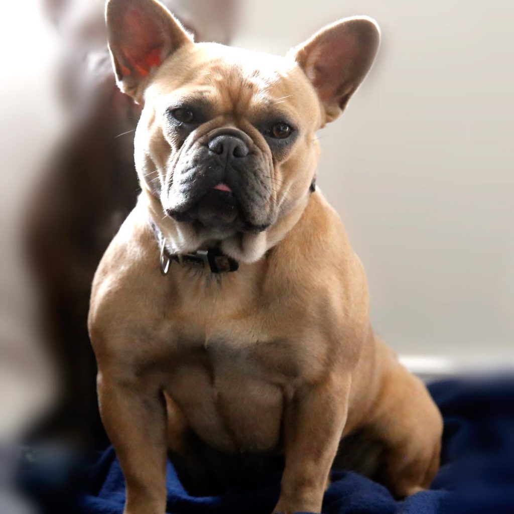 Mojo French BUlldog