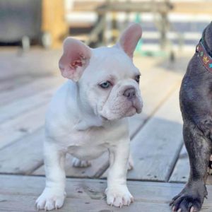 All of the Different French Bulldog Colors and DNA BluFrenchibles