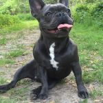 Blue French Bulldog Adult (Delphi)