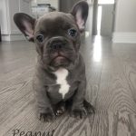 Blue French Bulldog Puppy