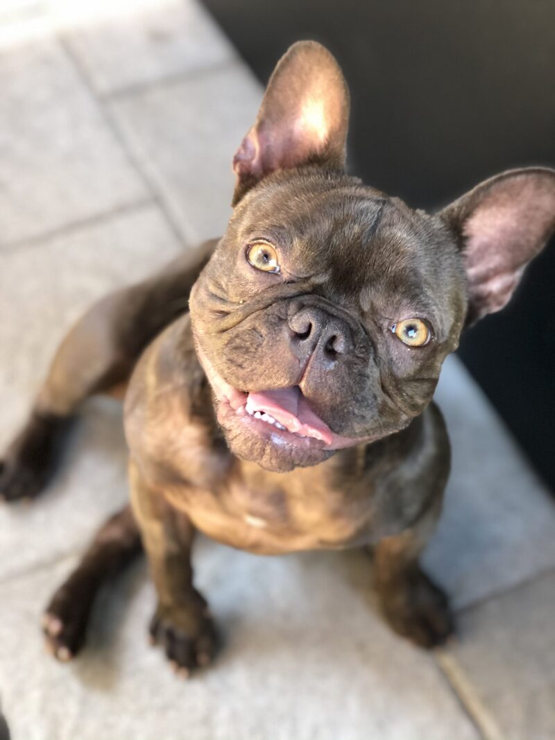 how-long-do-female-french-bulldogs-stay-in-heat