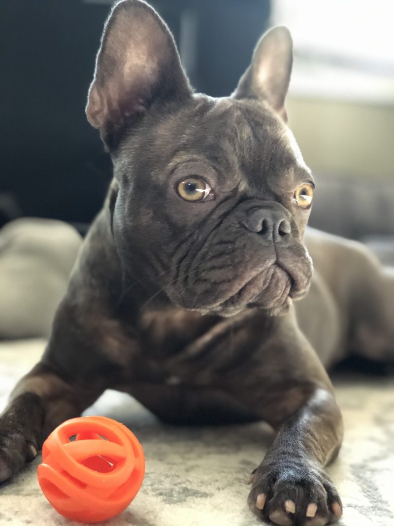 Chocolate Frenchie