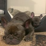 Cocoa Frenchie and her pup