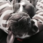 Blue French Bulldog Delphi