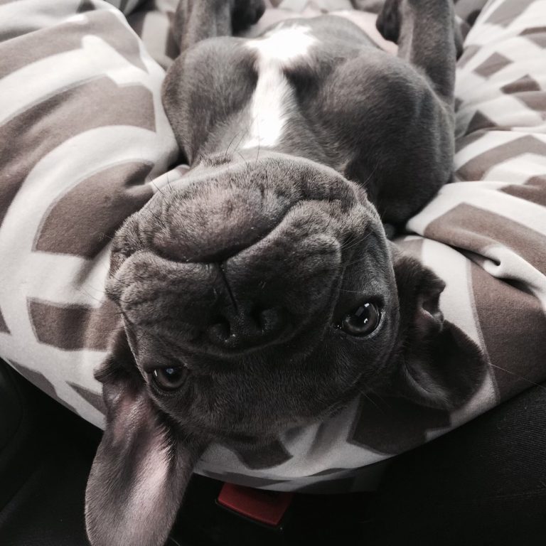 Blue French Bulldog Delphi