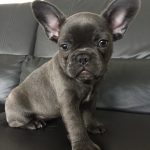 Blue French Bulldog Puppy