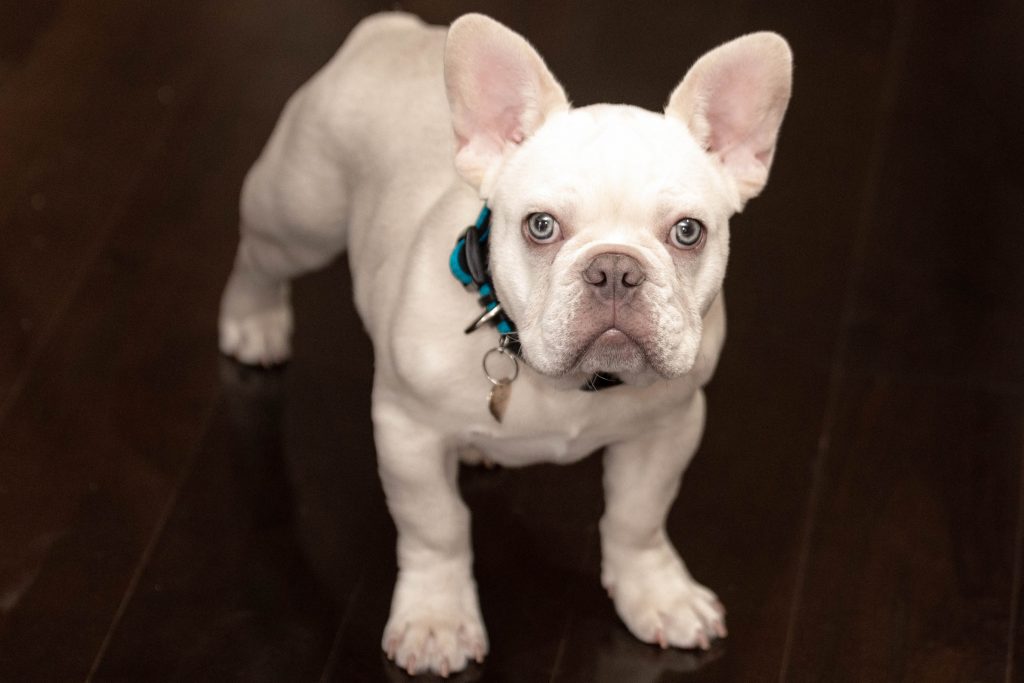 4 panel health test french bulldog raneemezquita
