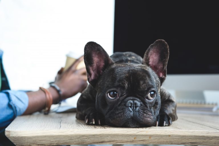 10 Fun French Bulldog Facts