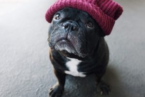 French Bulldog Color - Blue