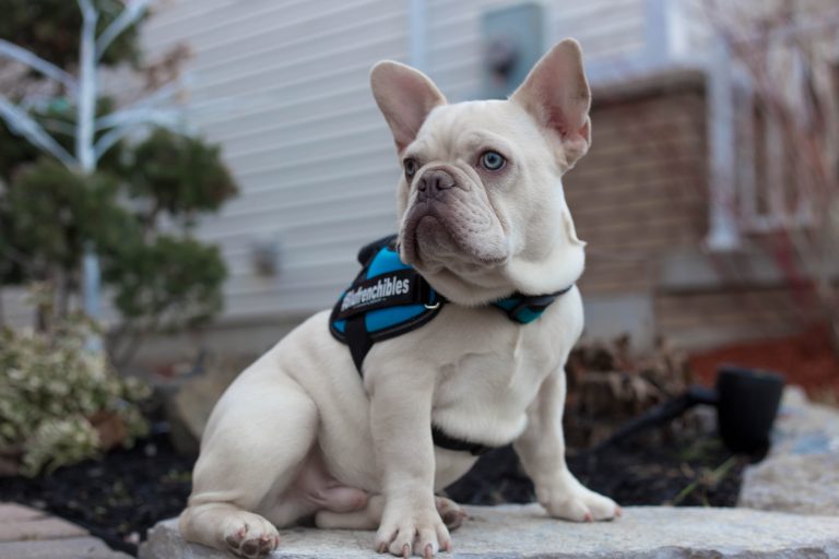 Astro – Our New Stud has Arrived!