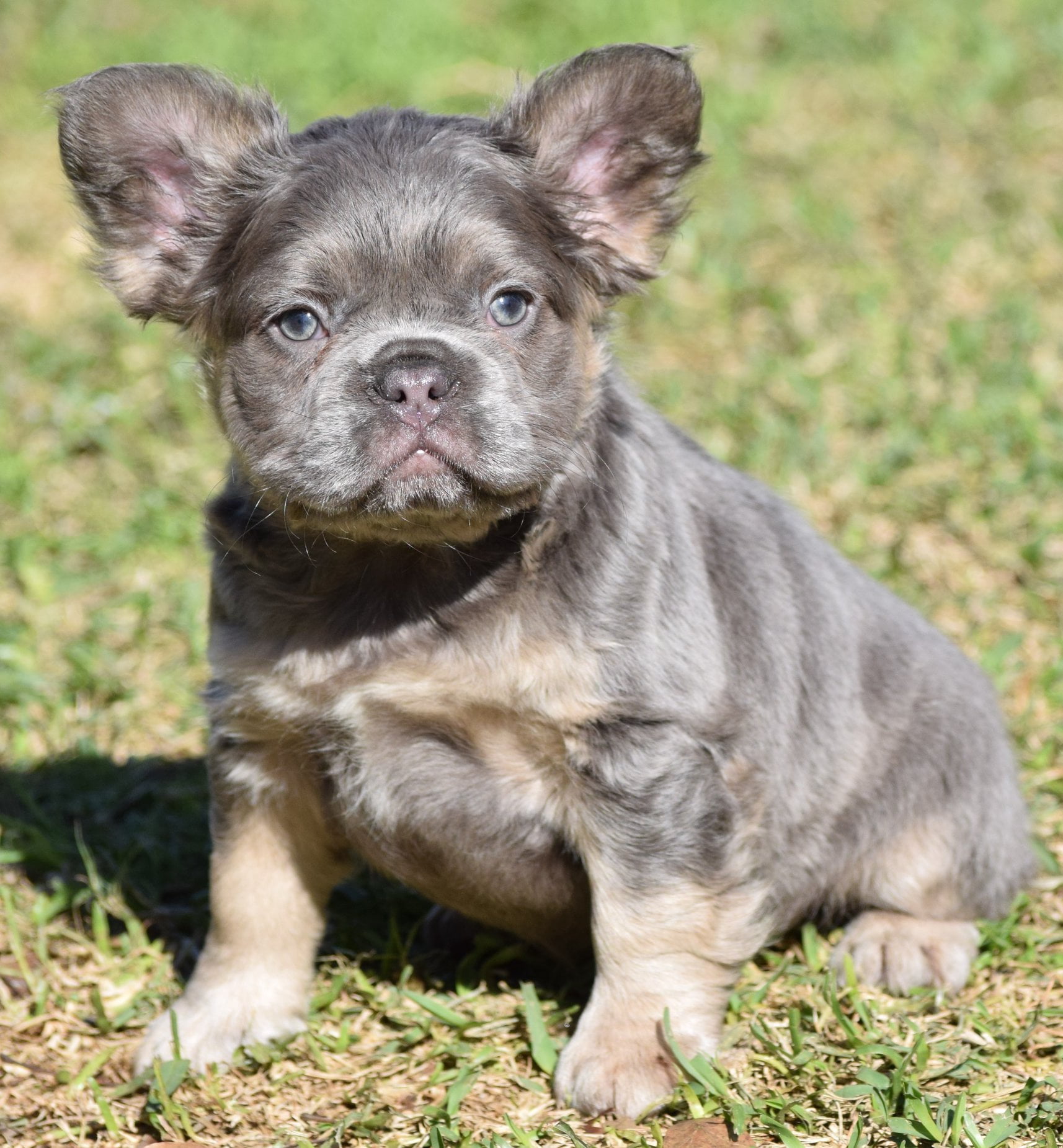 Fluffy French Bulldog - BluFrenchibles