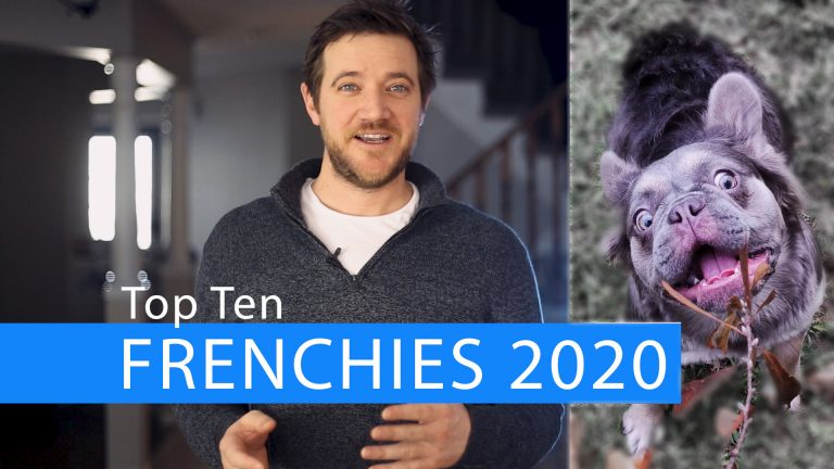 Top French Bulldog Color Trends of 2020!