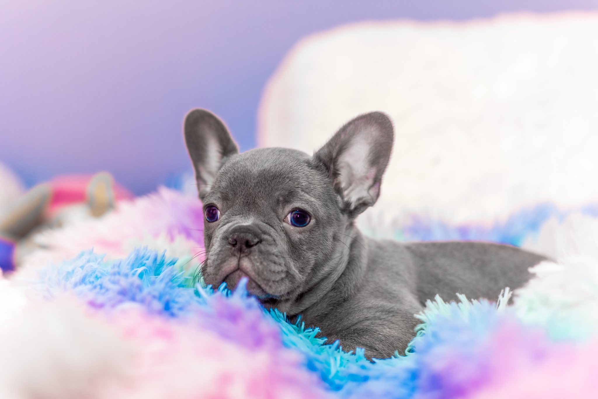 How to Interpret DNA results for French Bulldogs Colors
