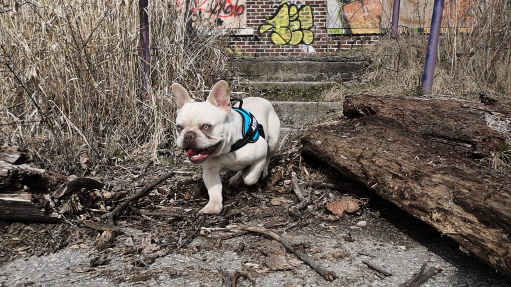 Platinum French Bulldog Stud Astro running down the stairs outside.