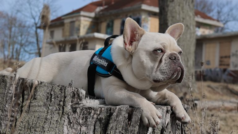 Lilac Platinum French Bulldog Stud