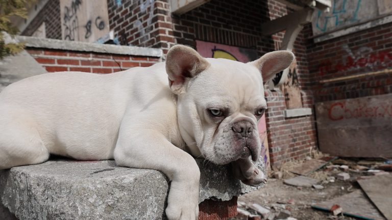 All of the Different French Bulldog Colors and DNA