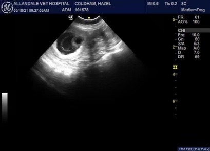 Ultrasound Confirms a French Bulldog Puppy