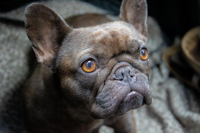 Hazel's Puppies Have Arrived! - BluFrenchibles