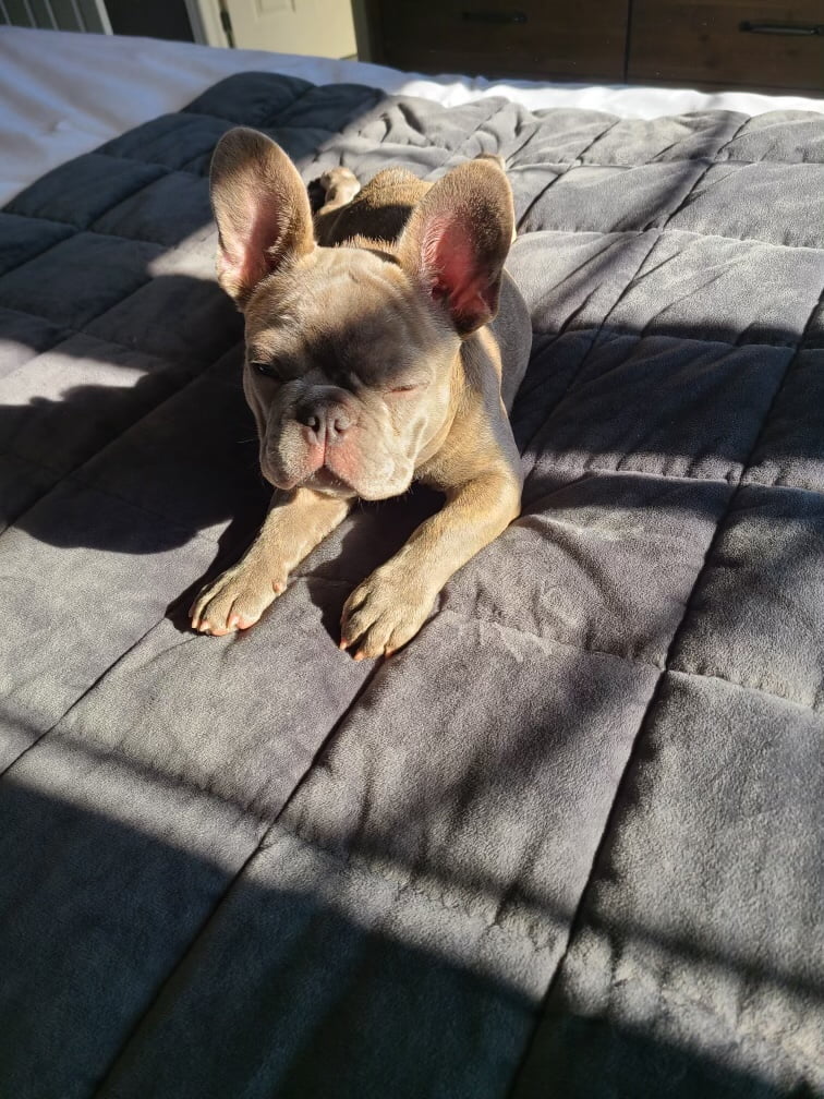 French Bulldog Stud Ontario Lilac French Bulldog Stud Elon