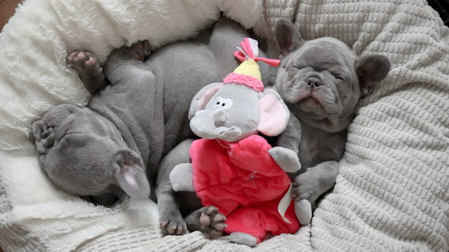 Two Lilac French Bulldog Puppies sleeping in a dog bed.