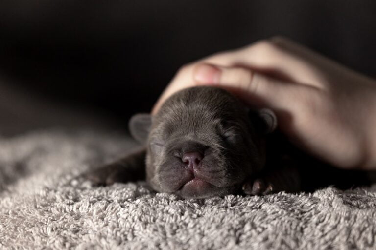 Lilac Litter