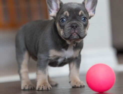 Visible Tan Points – Our New Frenchie Harper!