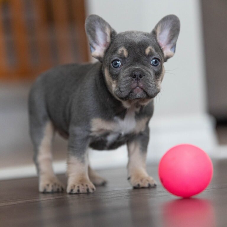 French Bulldog Lilac and Tan