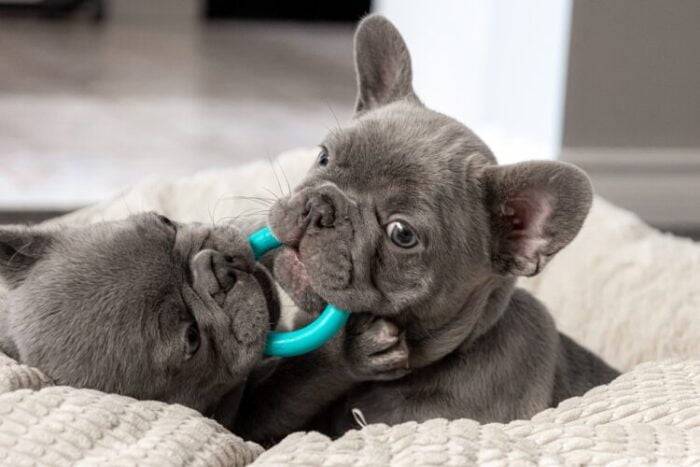 Frenchie Pups Fighting over a ring