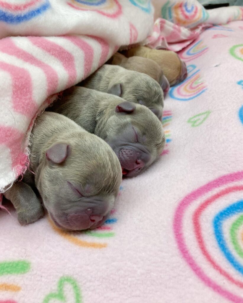 Lilac Puppies